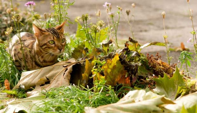 Attachment for Jakarta Rencana Jadi Destinasi Wisata Baru dengan Pulau Kucing di Kepulauan Seribu